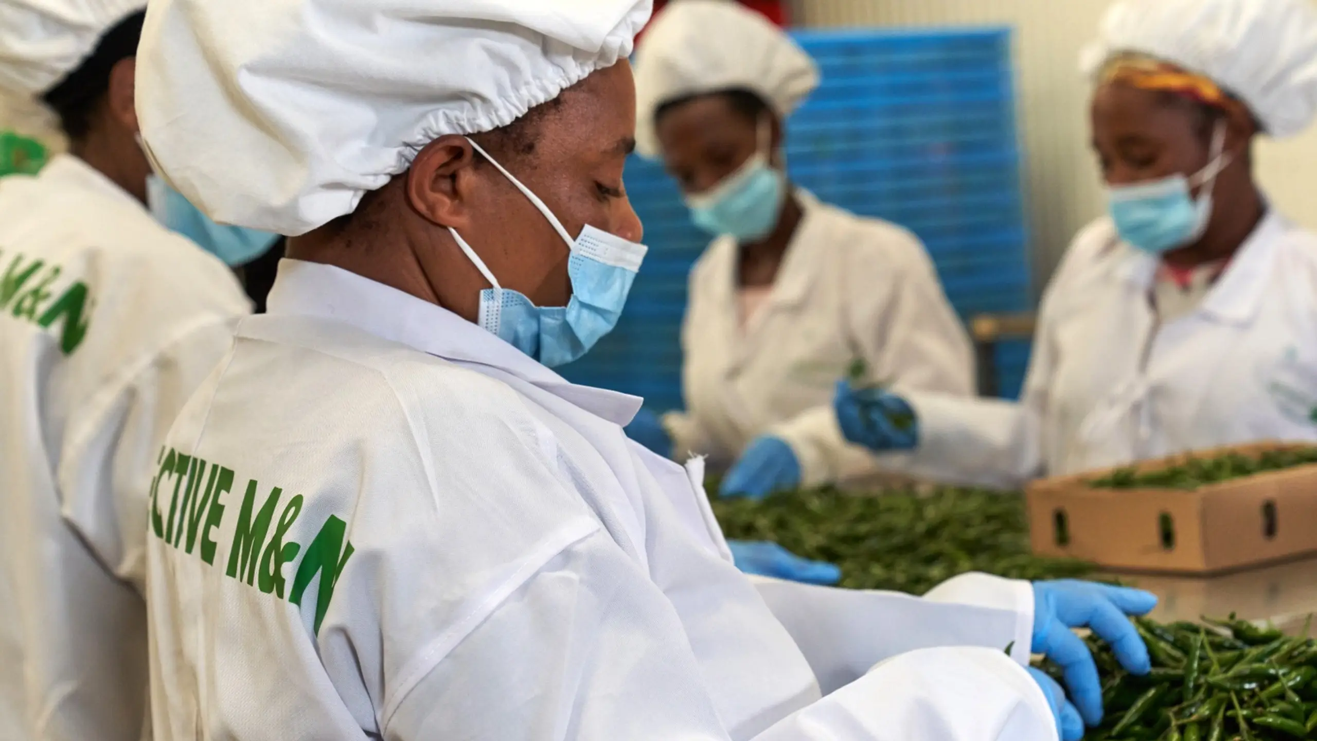 EFFECTIVE M&N worker grading chillies at the packhouse