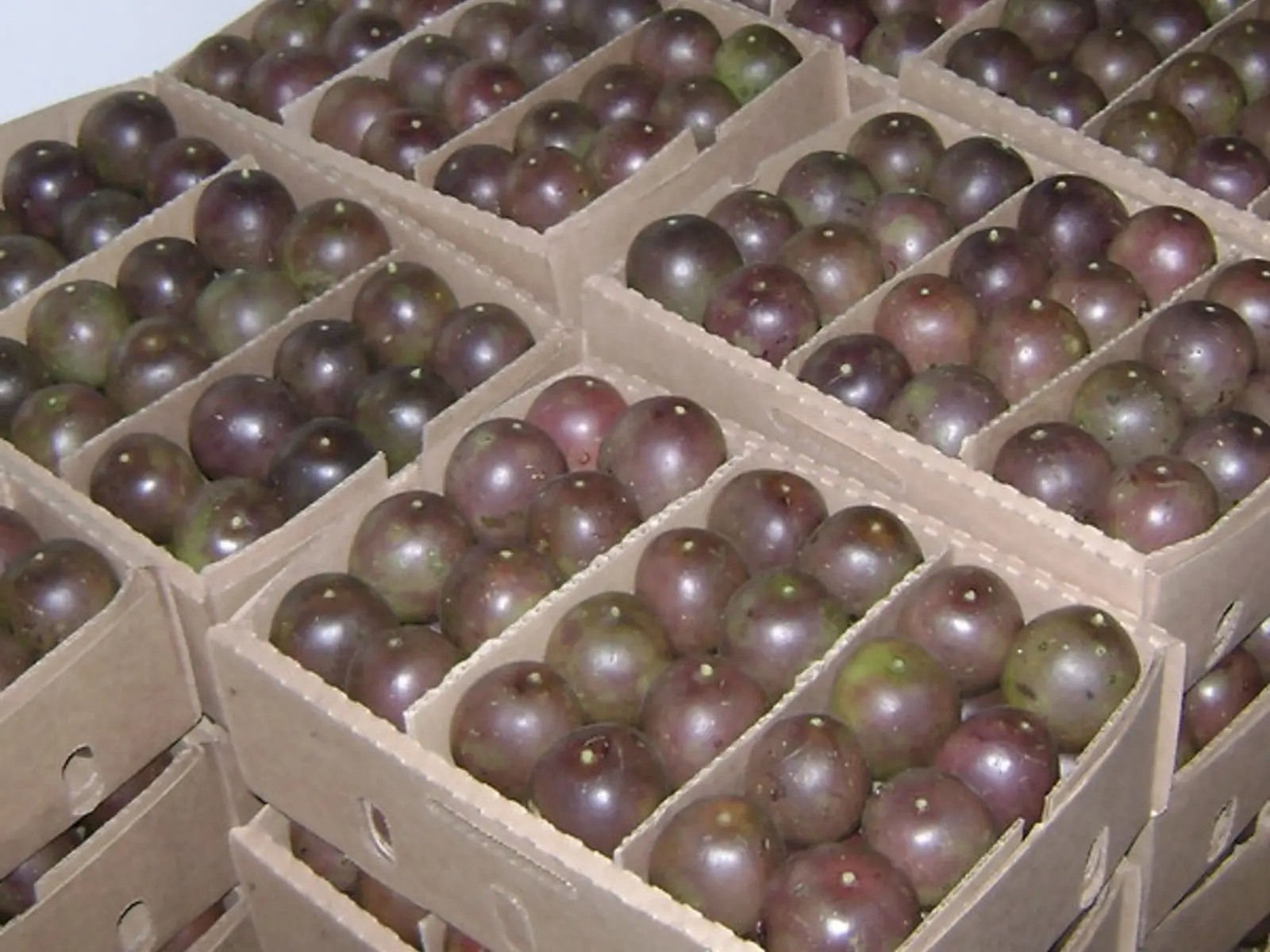 Purple passion fruit in export trays