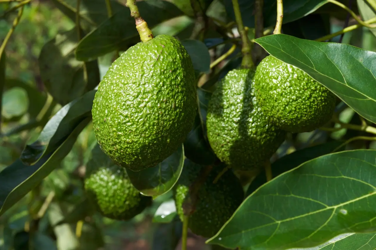 Hass & Fuerte Avocado
