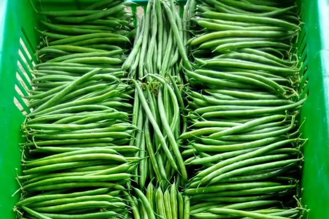 French Beans (Haricot Vert)