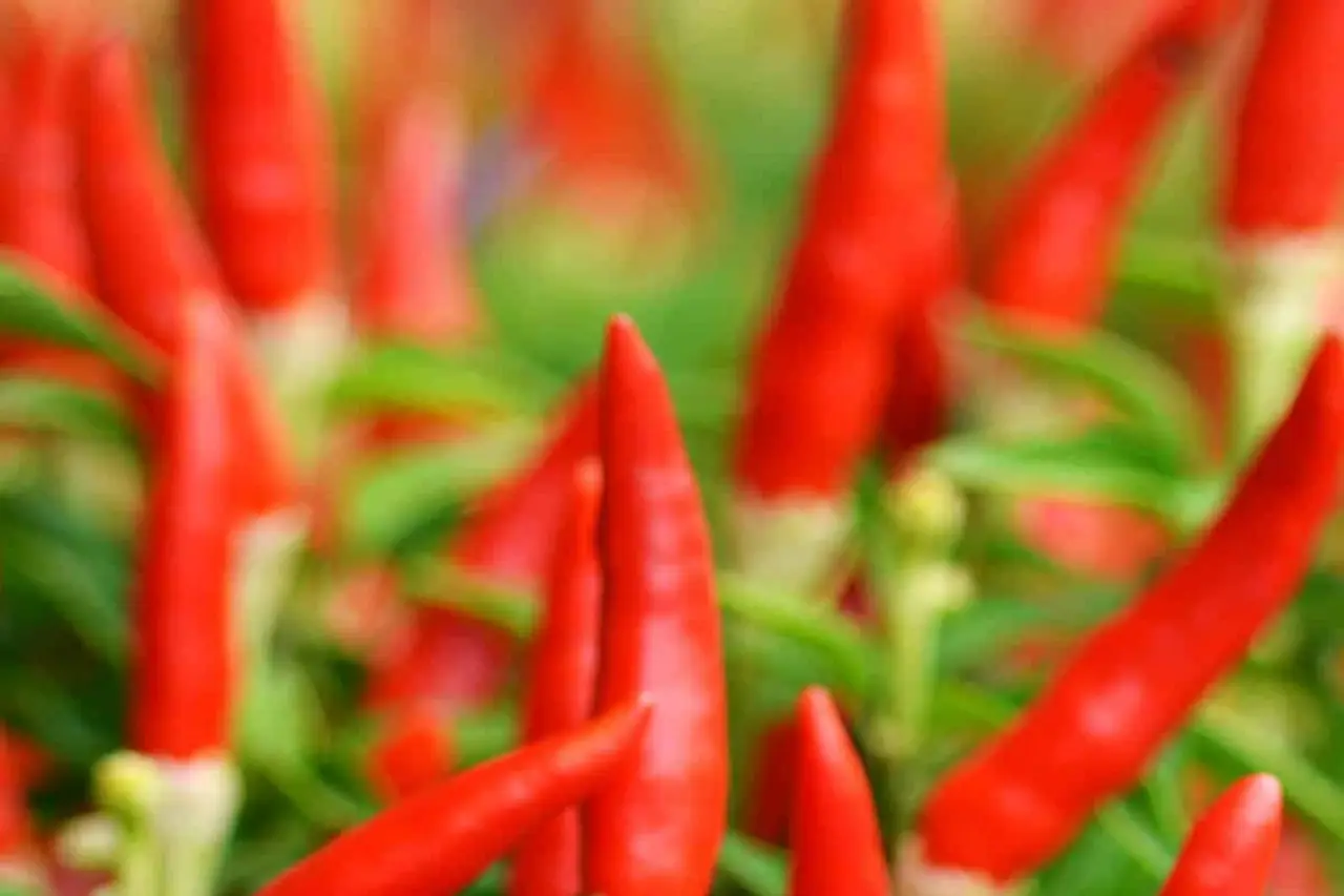 Bird's Eye Chillies (Green & Red)
