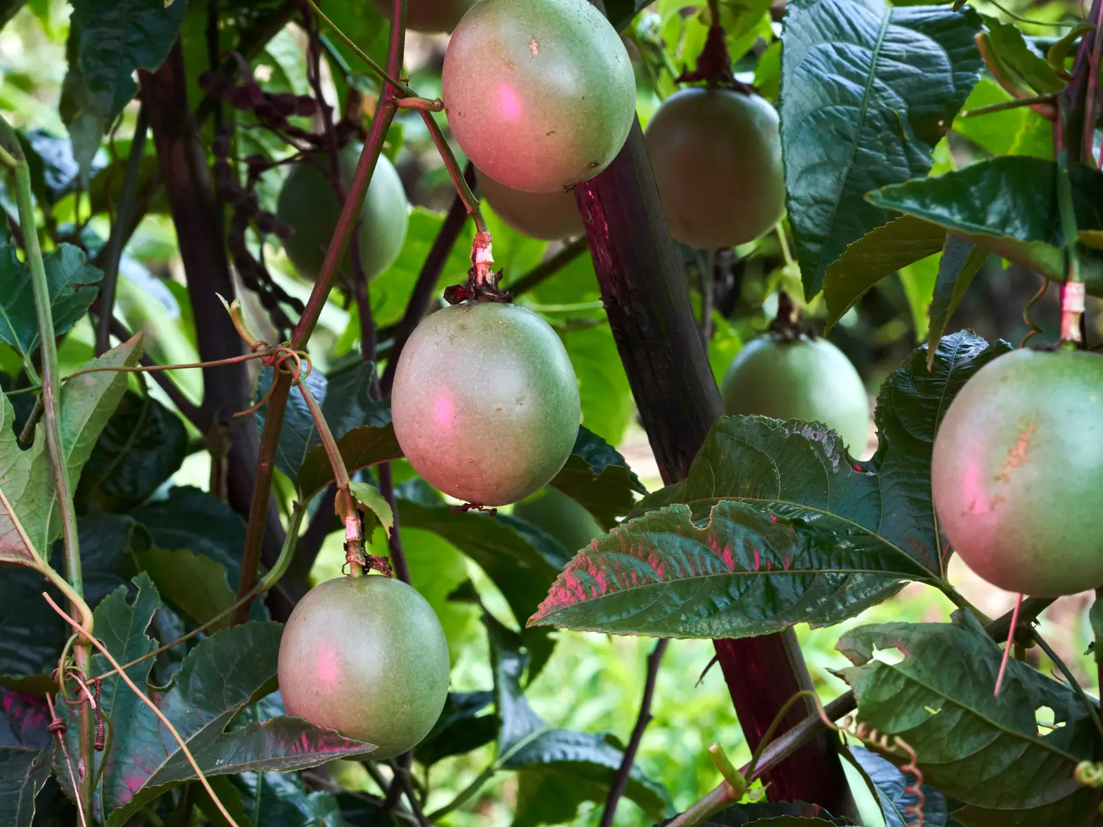 Purple passion fruit ripening on the vine